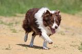 BORDER COLLIE 569